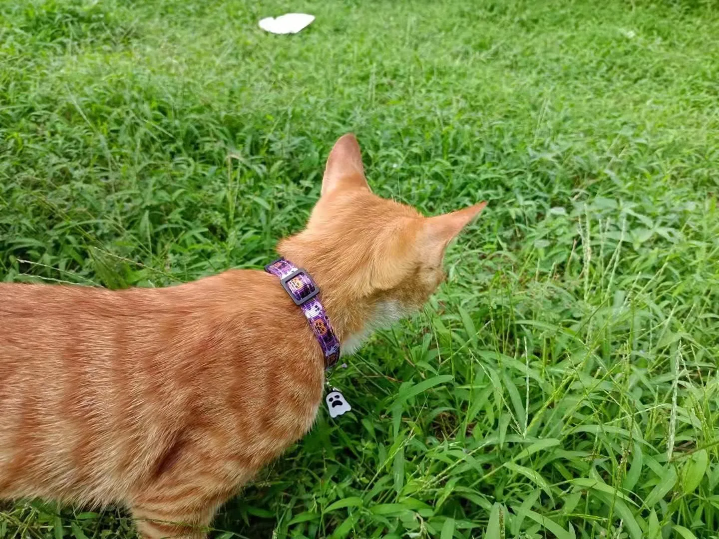 2 Pack Cat Collar Breakaway with Bells, Adjustable Cute Tribal Pattern Kitten Safety Collars for Boys & Girls, Purple   Black