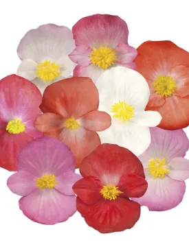 Begonia Sprint Plus Maxi Mix Seeds