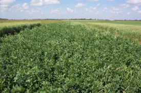 Bulk Green Manure Mix Seed Autumn Winter Variety Organically Certified