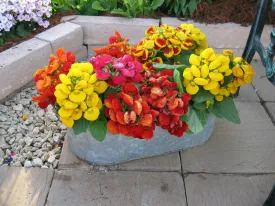 Calceolaria F1 Dainty Mix Seeds