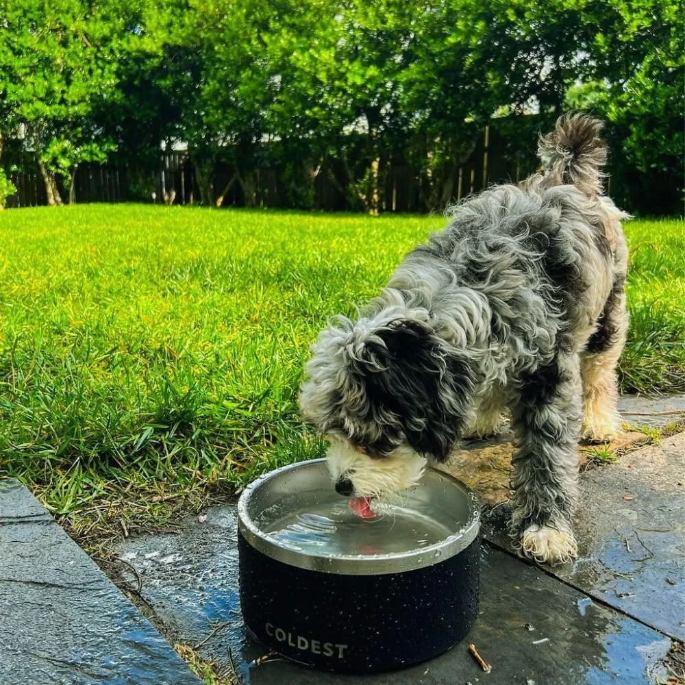 Coldest Dog Bowl - Anti Rust Metal, Non Slip, 3 Layers Insulated Stainless Steel Dog Bowls - Spill Proof & Heavy Duty - Water Bowl for Dogs, Cats & Pets, Dish Washer Safe (21 oz, Stealth Black)