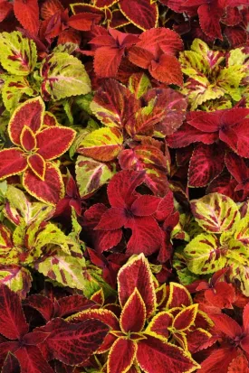Coleus Wizard Mix Seeds