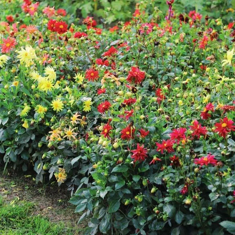 Dahlia Stargazer Mix Organic Seed