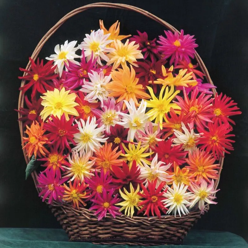Dahlia Stargazer Mix Organic Seed