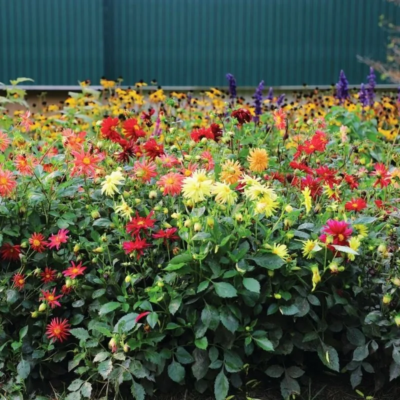 Dahlia Stargazer Mix Organic Seed