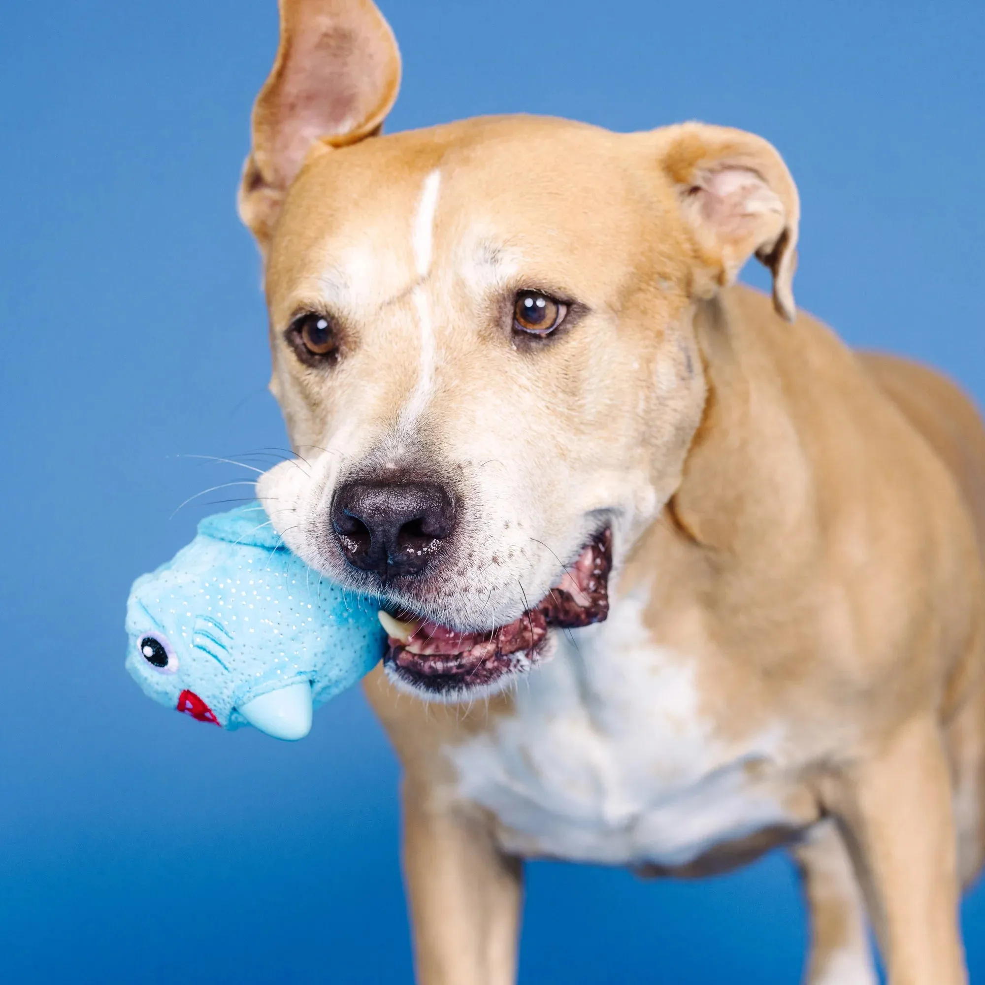 Fringe Dog Toy Rubber/Plush Out of the Blue