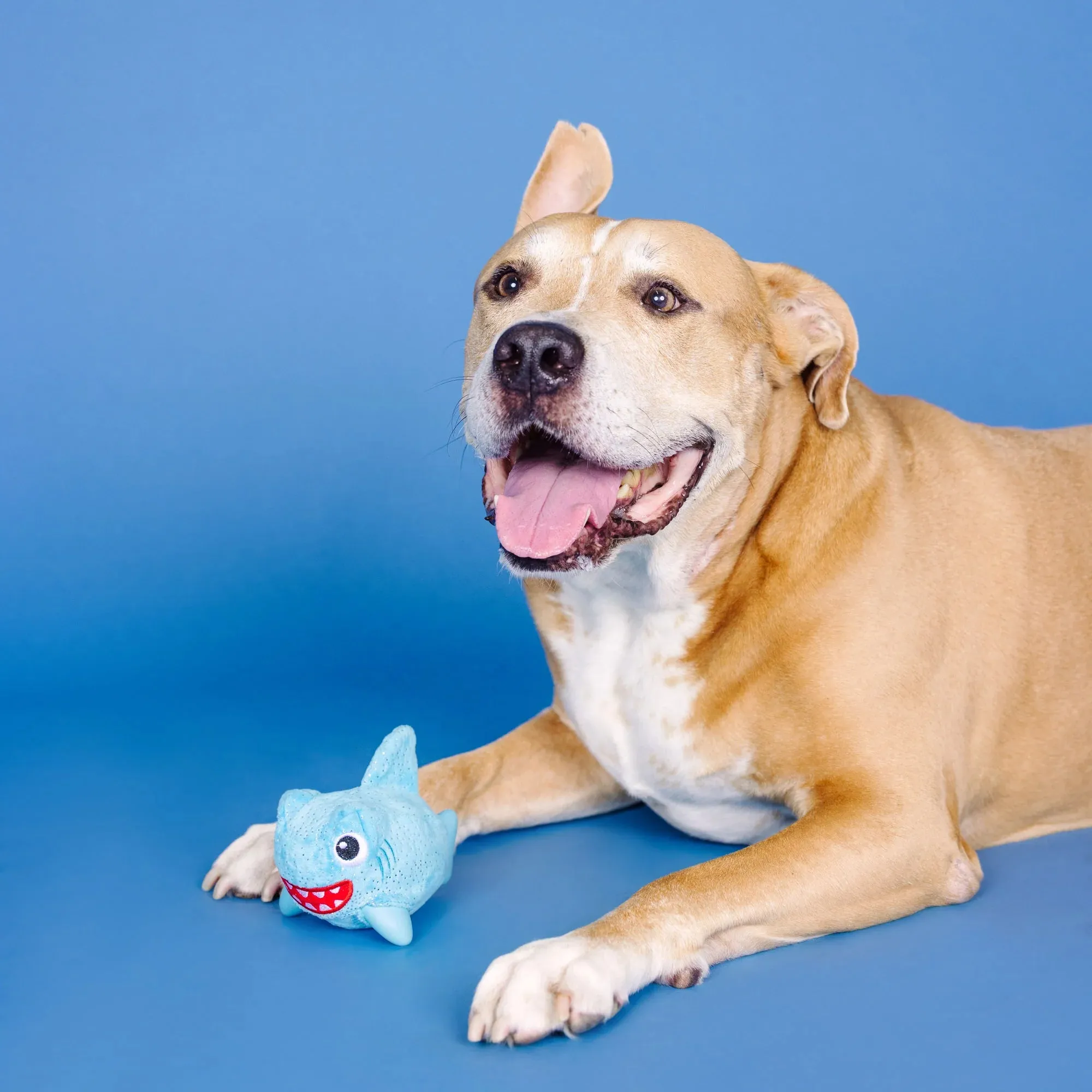 Fringe Dog Toy Rubber/Plush Out of the Blue