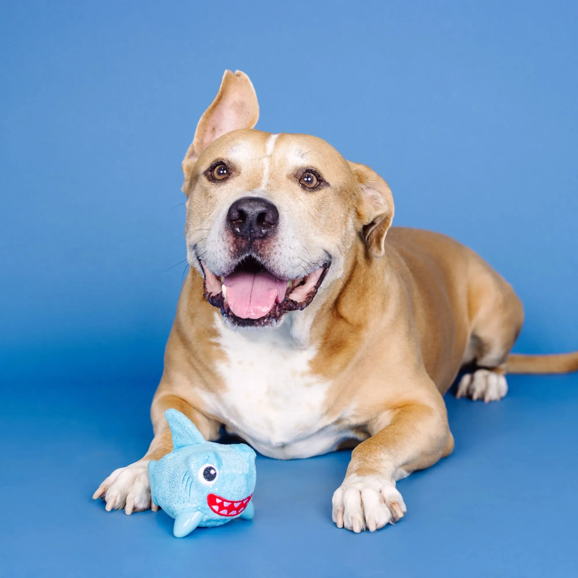 Fringe Dog Toy Rubber/Plush Out of the Blue
