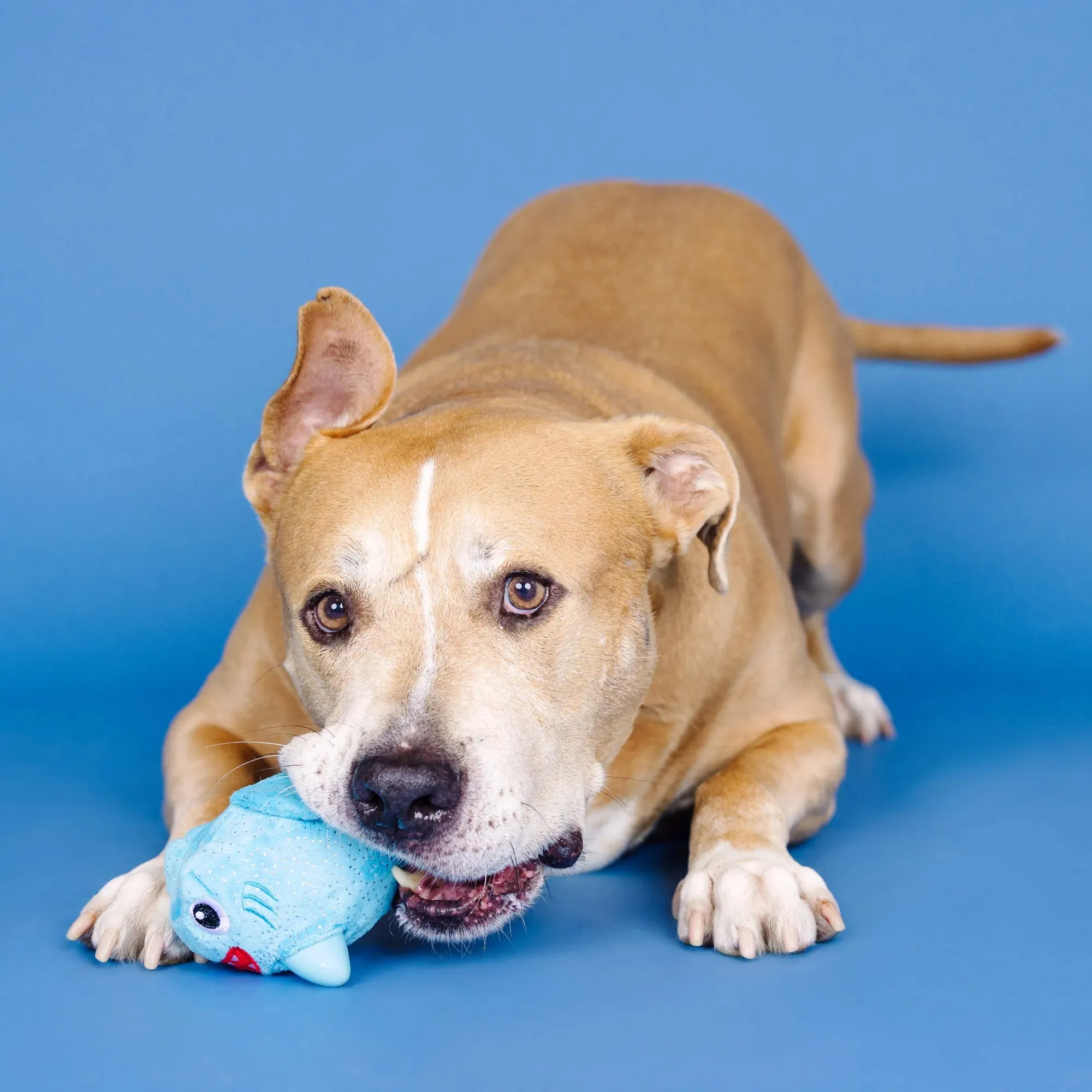 Fringe Dog Toy Rubber/Plush Out of the Blue