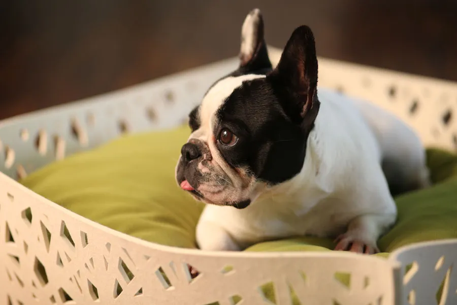Luxury Orthopaedic Nido Bowl Felt Dog Basket