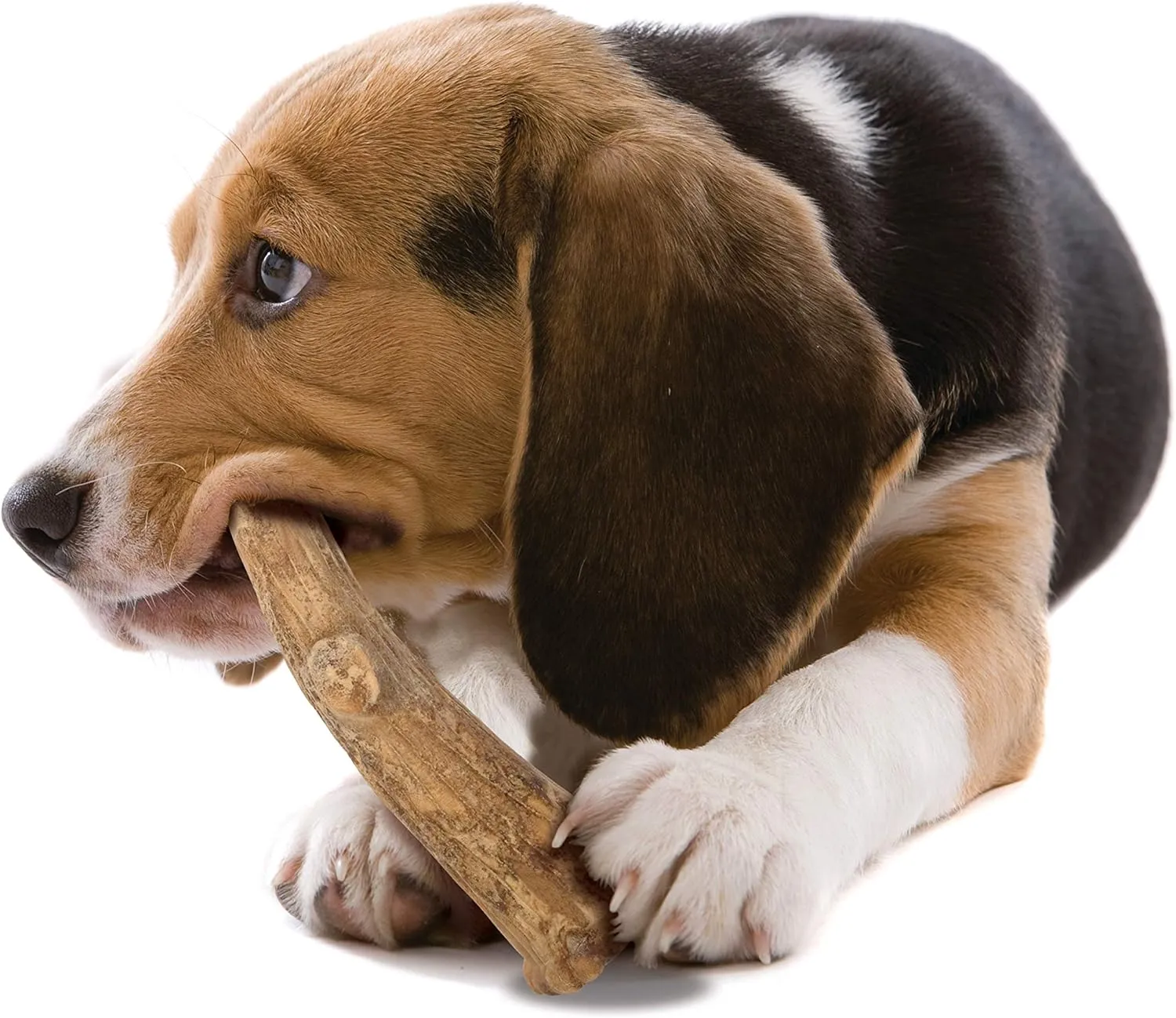Nylabone Healthy Edibles WILD Antler Natural Long Lasting Venison Flavor Dog Chew Treats Medium/Wolf (2 Count)