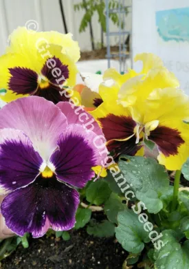 Pansy - Swiss Giant Mix