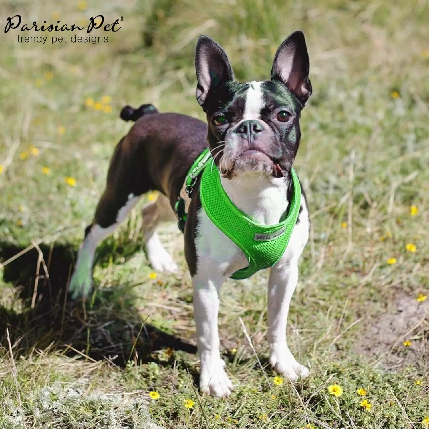 Parisian Pet Dog Harness - Adjustable Bright Green Dog Vest Harness - No Choke, Padded, No Pull Dog Harness Small-Sized Dog - Cooling Dog Harness for Walking, Running, and Hiking - Puppy Harness - XS