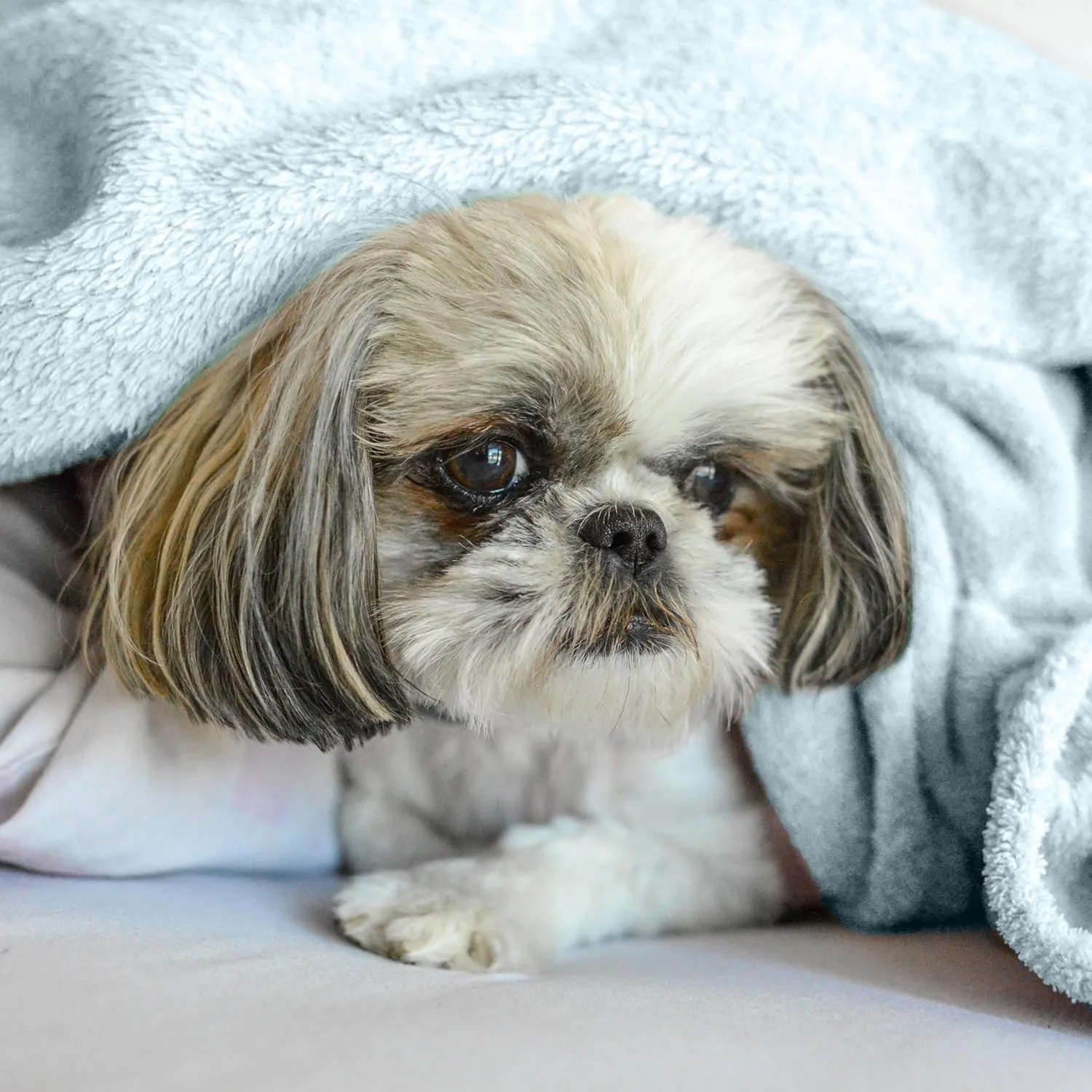 Pet Blanket - Lightweight Breathable Warm Cozy Soft Throw Blanket - Ice Water Blue - 30x40 Inches