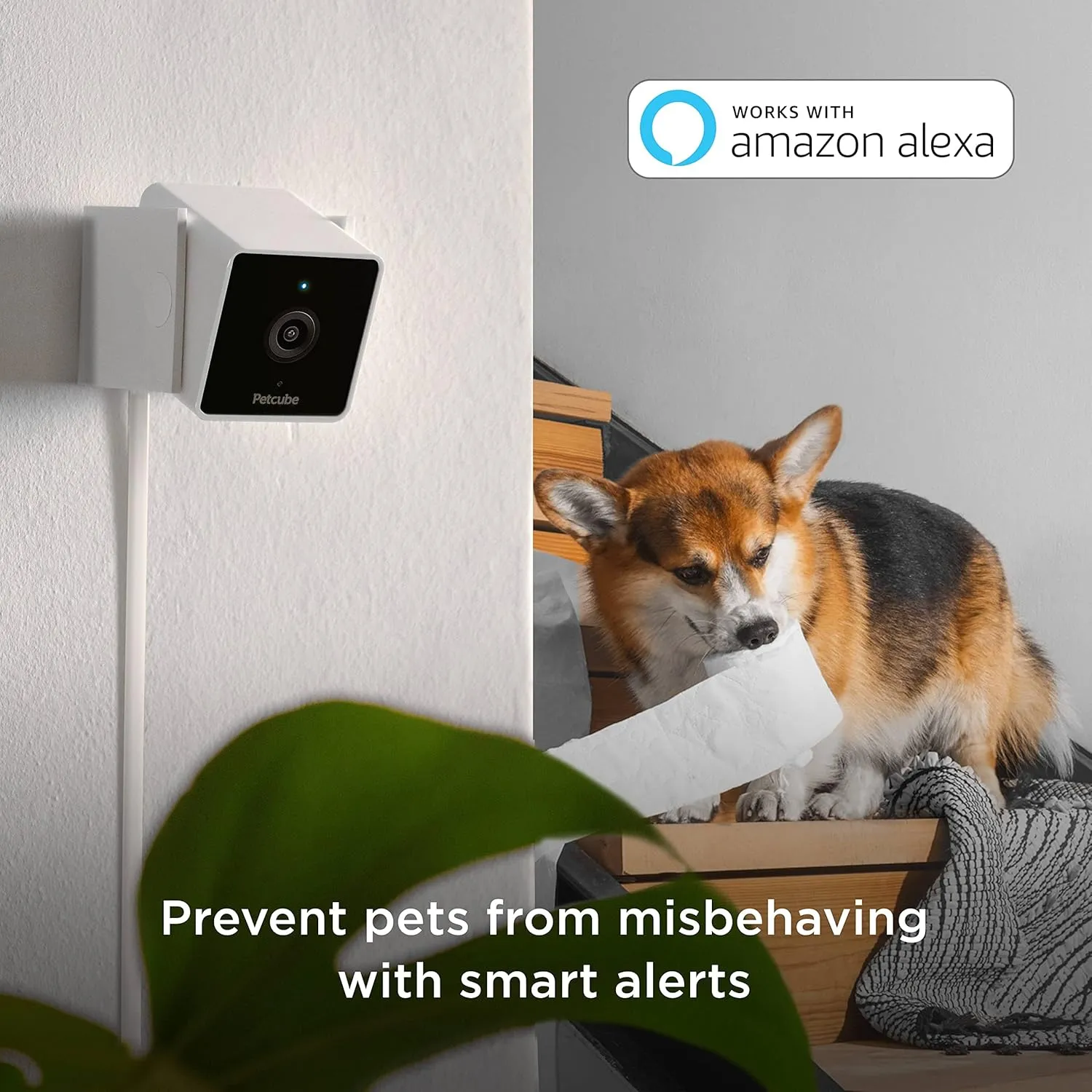 Petcube Cam Indoor Home Security Camera with 1080p HD Video, Two-Way Audio, Motion Detection, and Phone App, Night Vision Wi-Fi Camera for Apartment Security, Video Baby Monitor, Pet Camera (2pack)