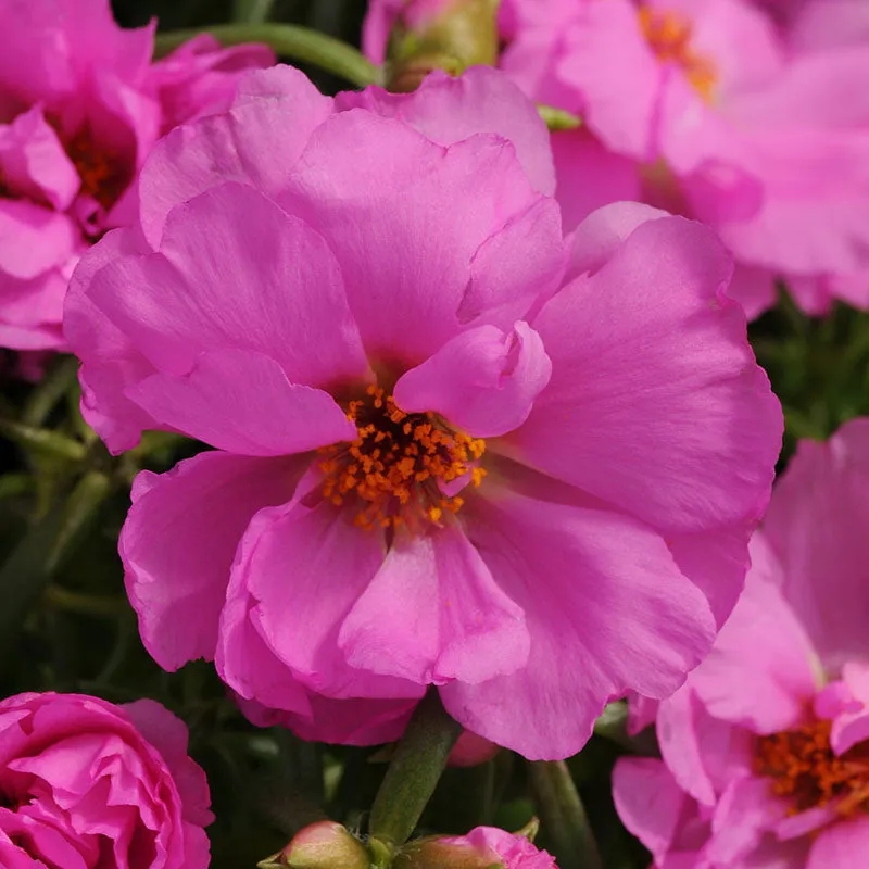 Portulaca Happy Hour Mix Seed