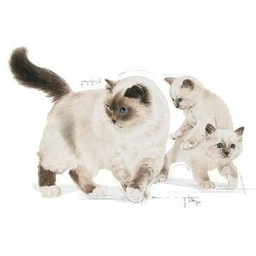 Royal Canin Feline Health Nutrition Mother & Babycat Mousse (WET FOOD - cans) 195 g