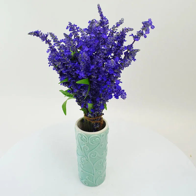 Salvia Victoria Blue Seed