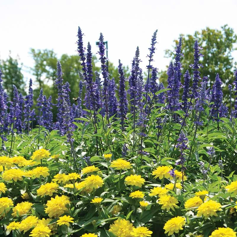Salvia Victoria Blue Seed