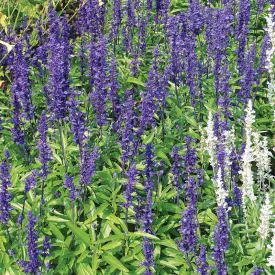 Salvia Victoria Blue Seed