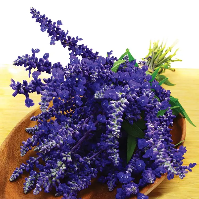 Salvia Victoria Blue Seed