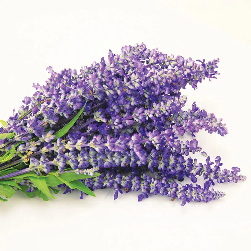 Salvia Victoria Blue Seed