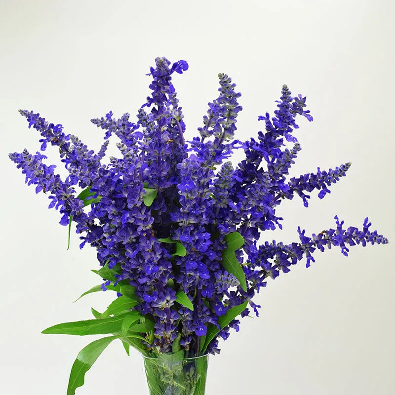 Salvia Victoria Blue Seed