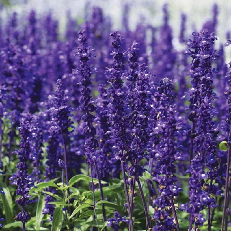 Salvia Victoria Blue Seed