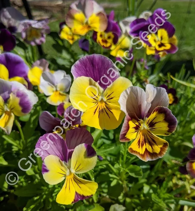 Viola - Bambini Mix