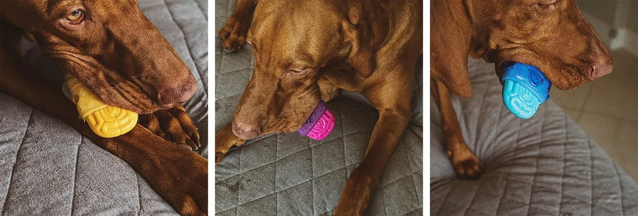 Zee.Dog Brainies  |  Brain Fried