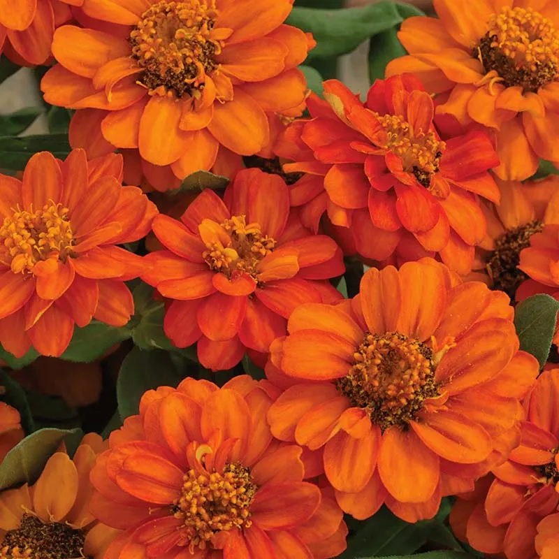 Zinnia Profusion Double Mix Seed