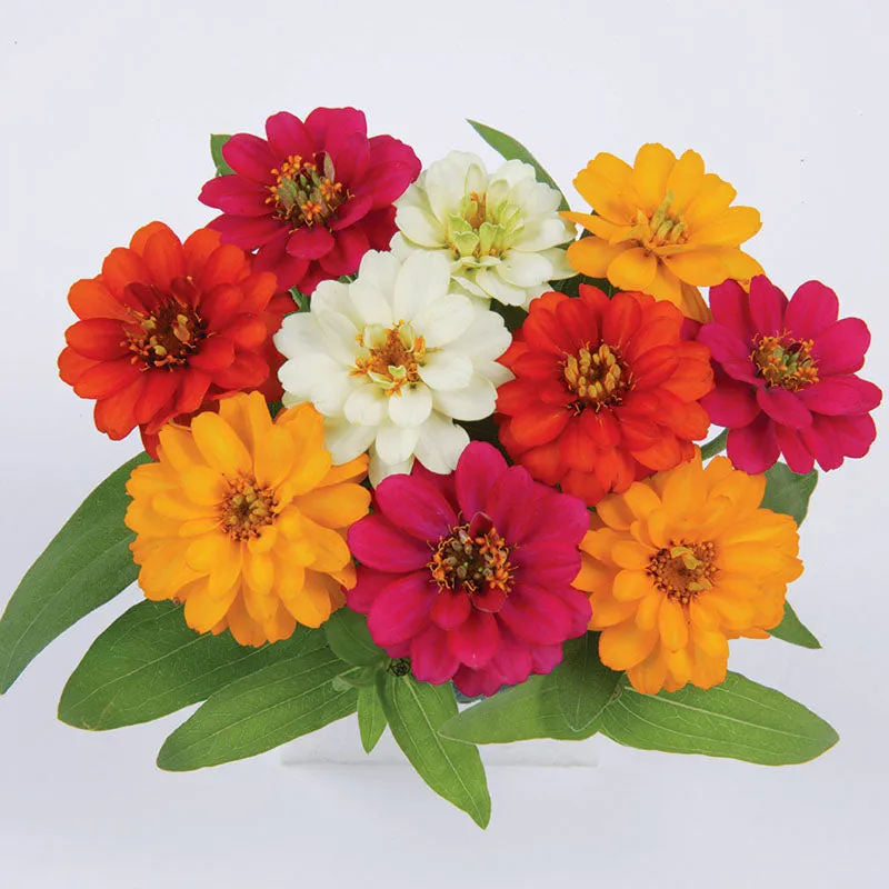 Zinnia Profusion Double Mix Seed