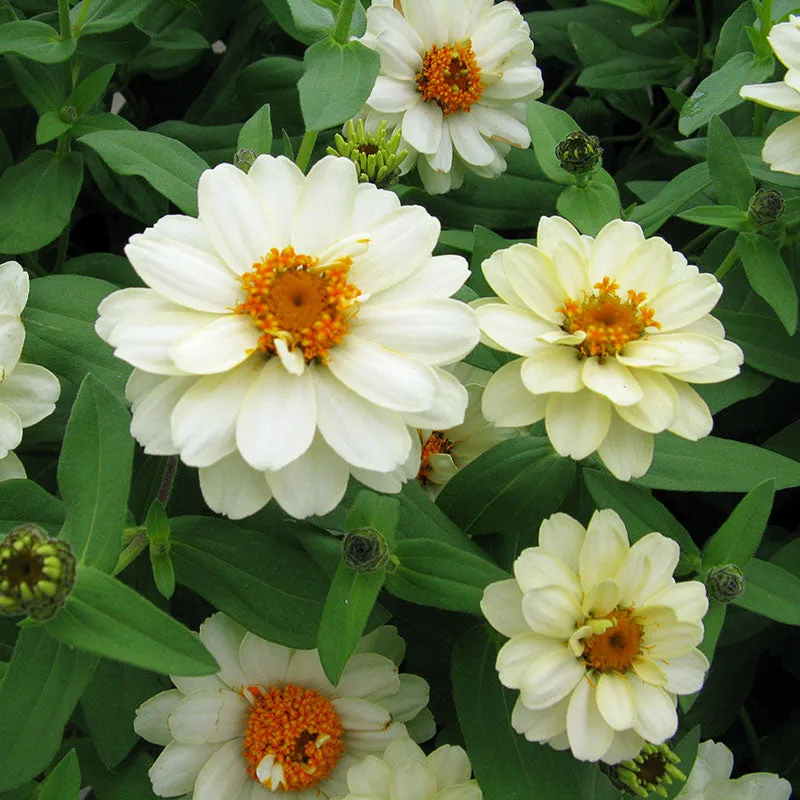 Zinnia Profusion Double Mix Seed