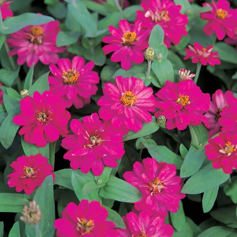 Zinnia Profusion Double Mix Seed