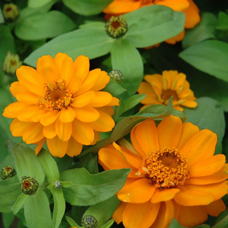 Zinnia Profusion Double Mix Seed